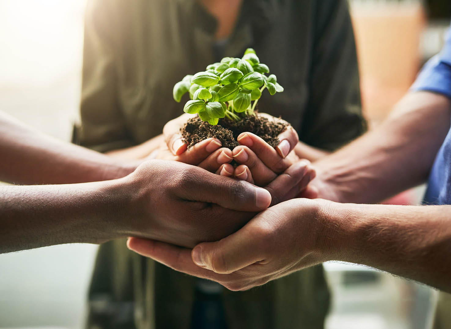 Hands Holding Plant